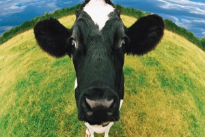 Κι όμως ο ήχος διάσημης μπάντας βοηθάει τις αγελάδες στην αύξηση παραγωγής γάλακτος [εικόνα]